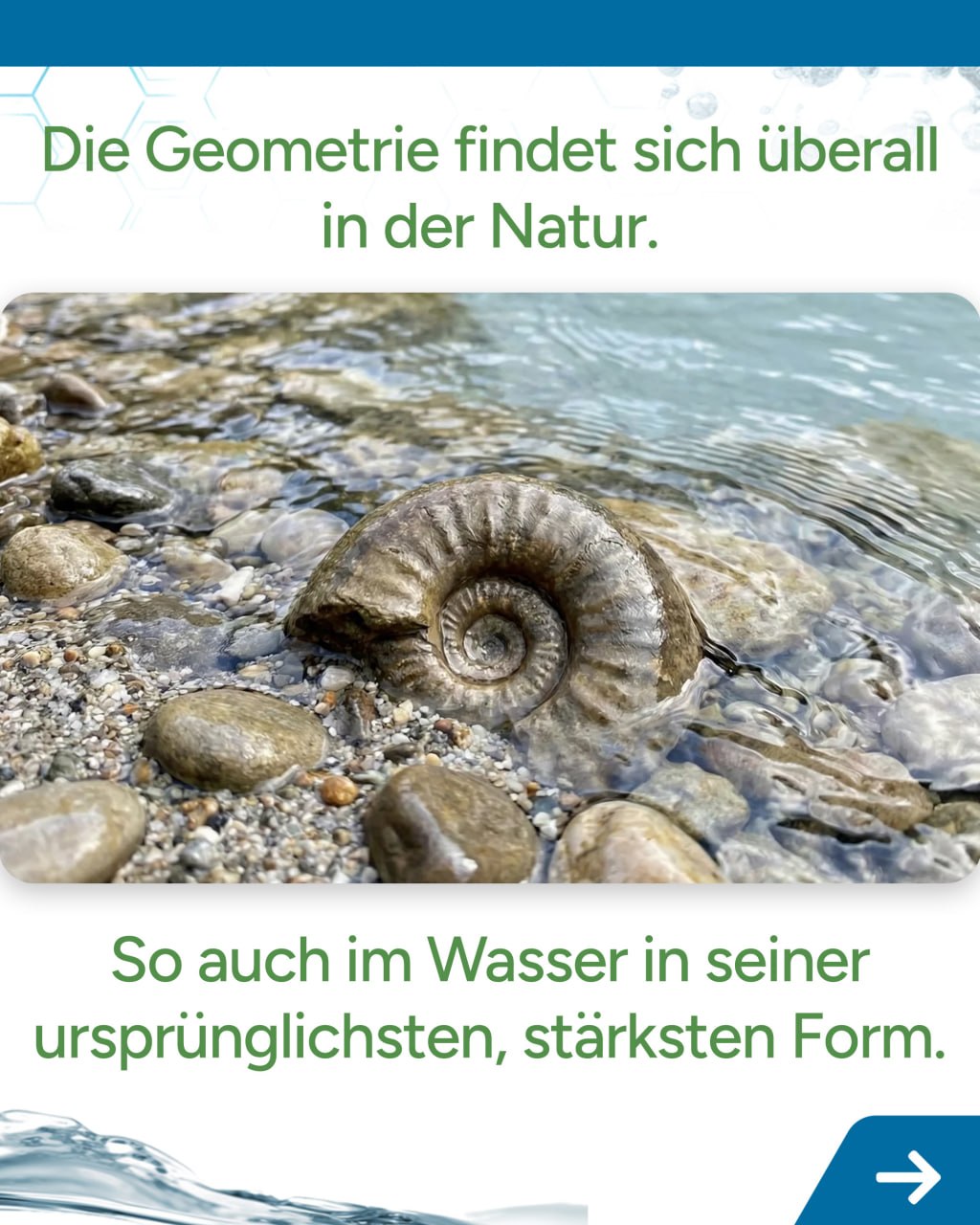 Die Geometrie findet sich überall in der Natur